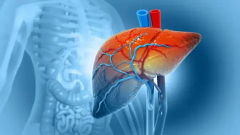 The 30-day pivot: What really happens to your liver during ‘Dry January’?